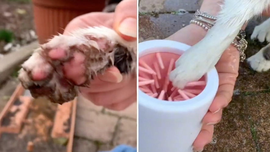 You Can Now Buy A Device To Wash Muddy Dog Paws