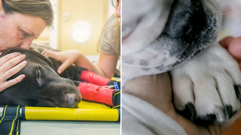  People left in tears after learning why you shouldn’t let your dog die alone