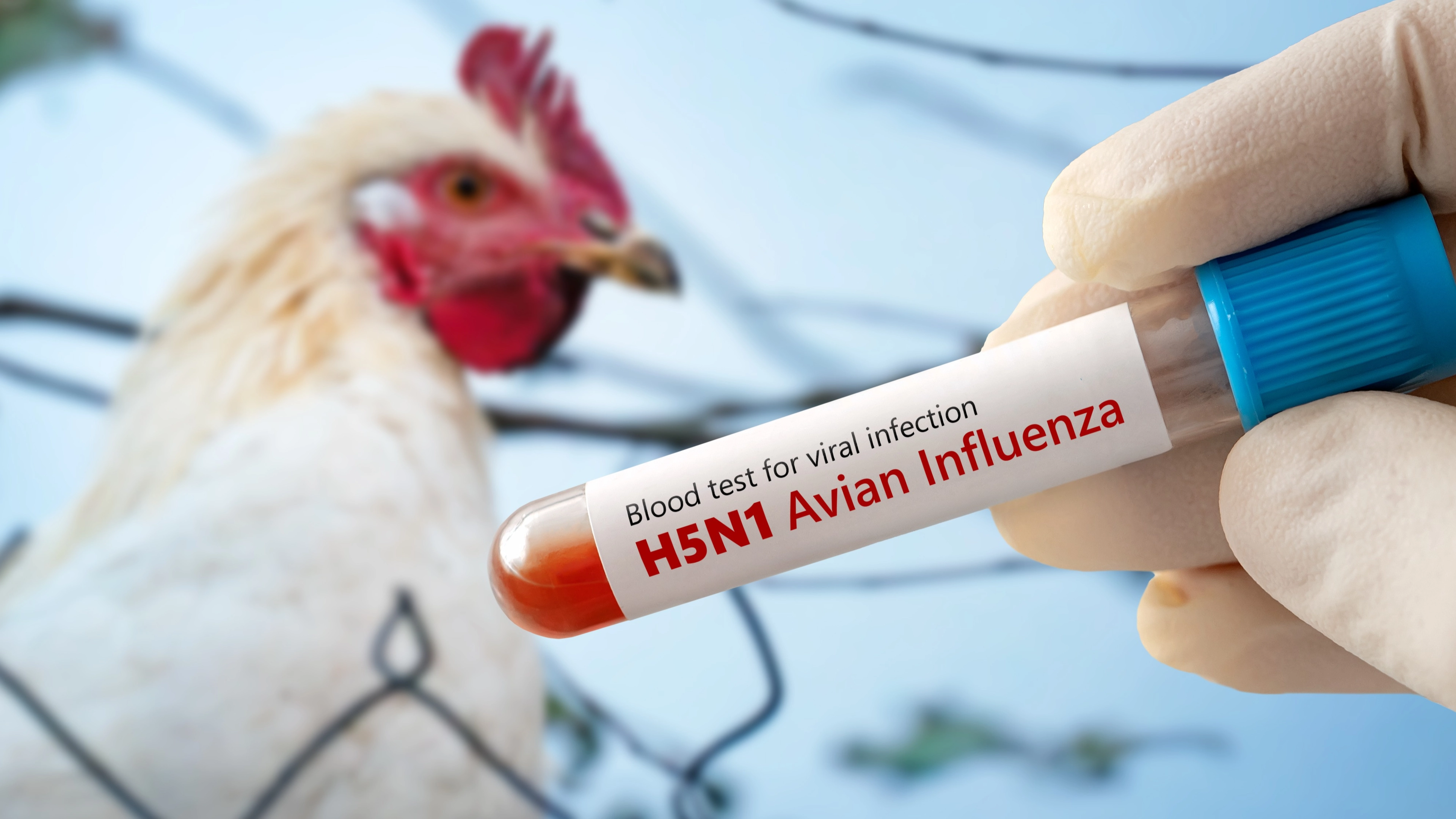 Man dies from bird flu strain ‘never seen before in humans’