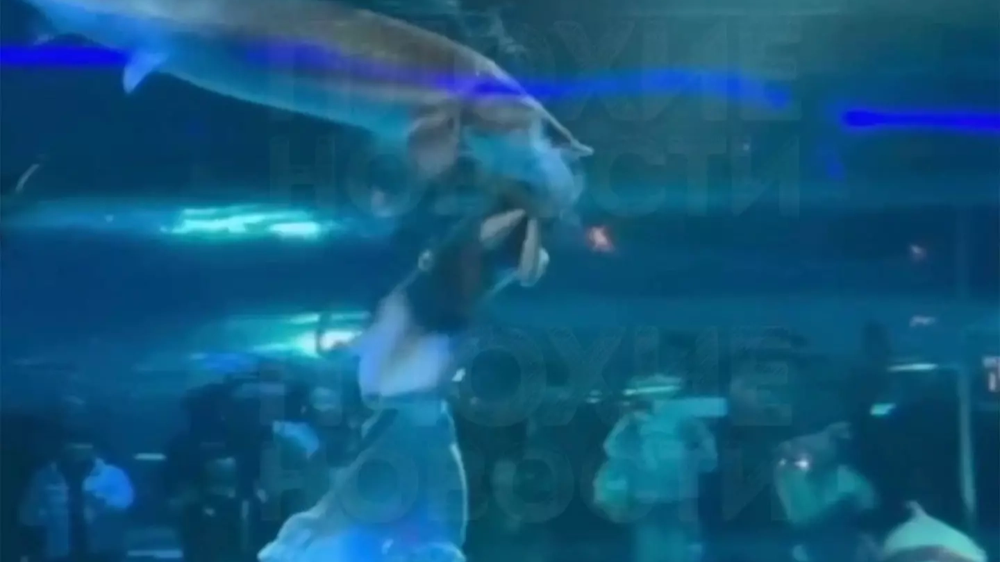 Horror as ‘mermaid’ performer is attacked by giant fish inside aquarium in front of terrified spectators