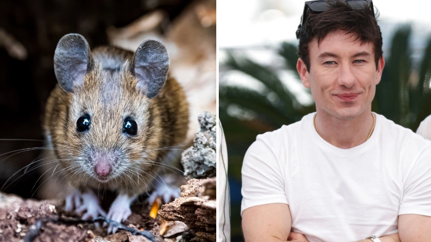 What the new ‘rodent men’ dating trend actually is as Hollywood stars get singled out