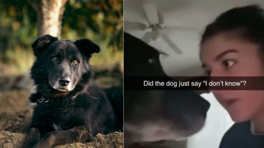 Woman Captures Dog Saying "I Don't Know" On Camera
