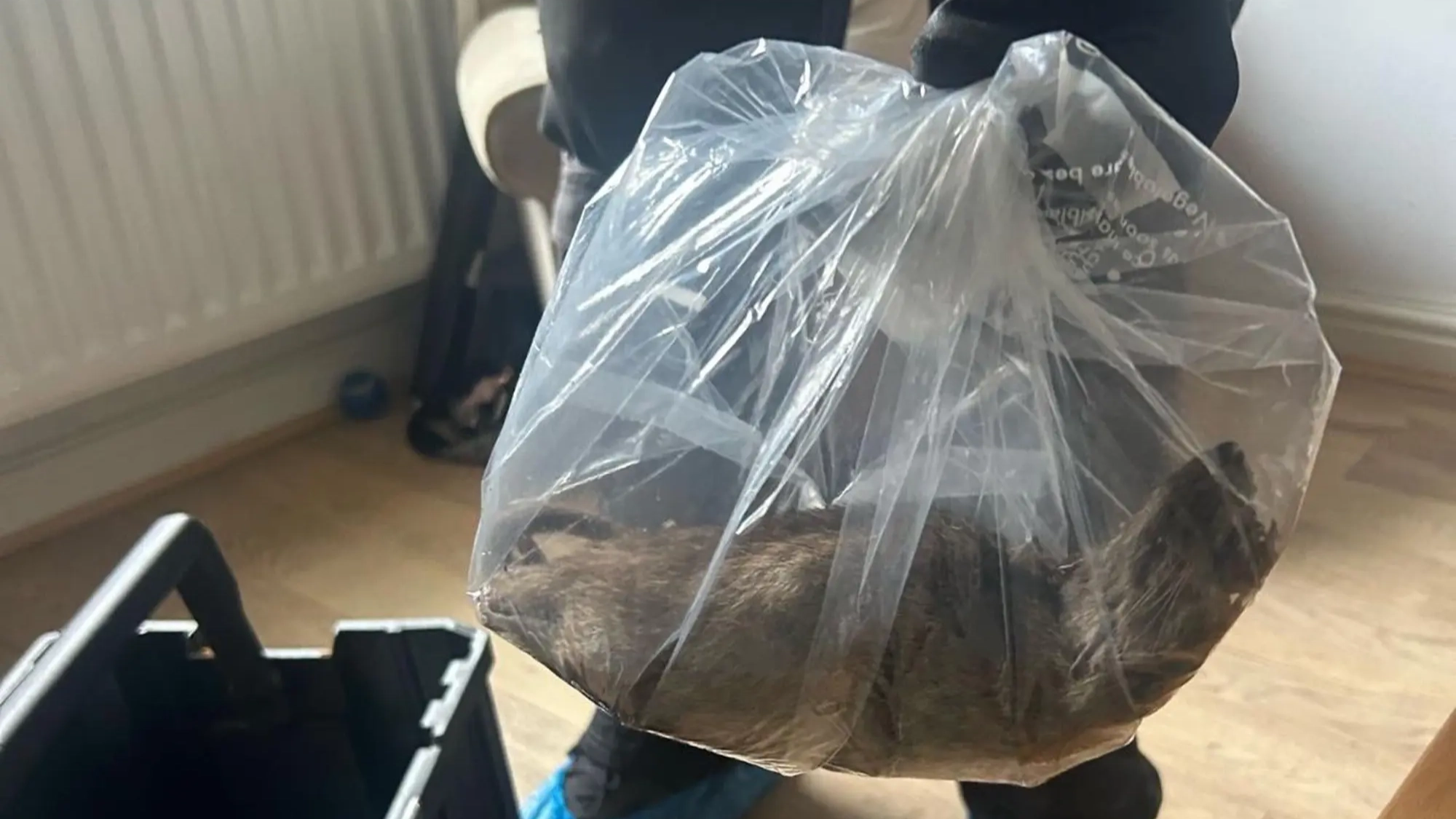 Giant rat found in family home and experts have issued eerie warning over it
