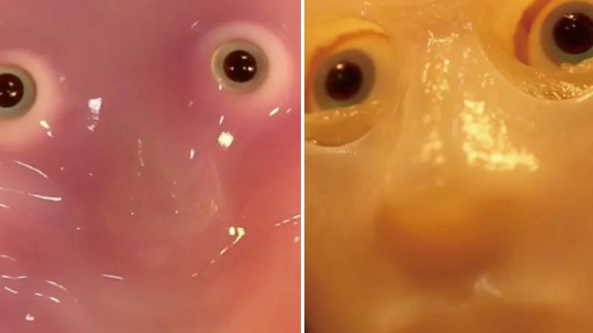  ‘Creepy’ robot with real living skin leaves people absolutely horrified