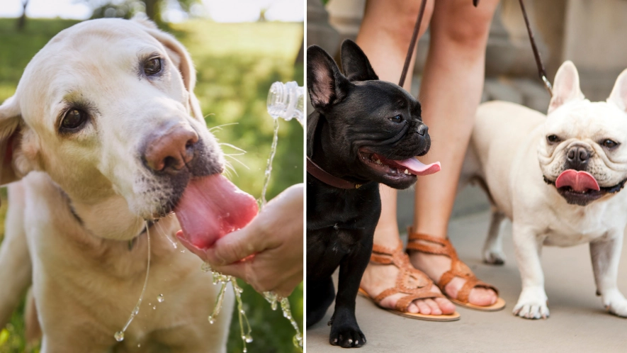 Seven-second test you should do before taking your dog on a walk during hot weather