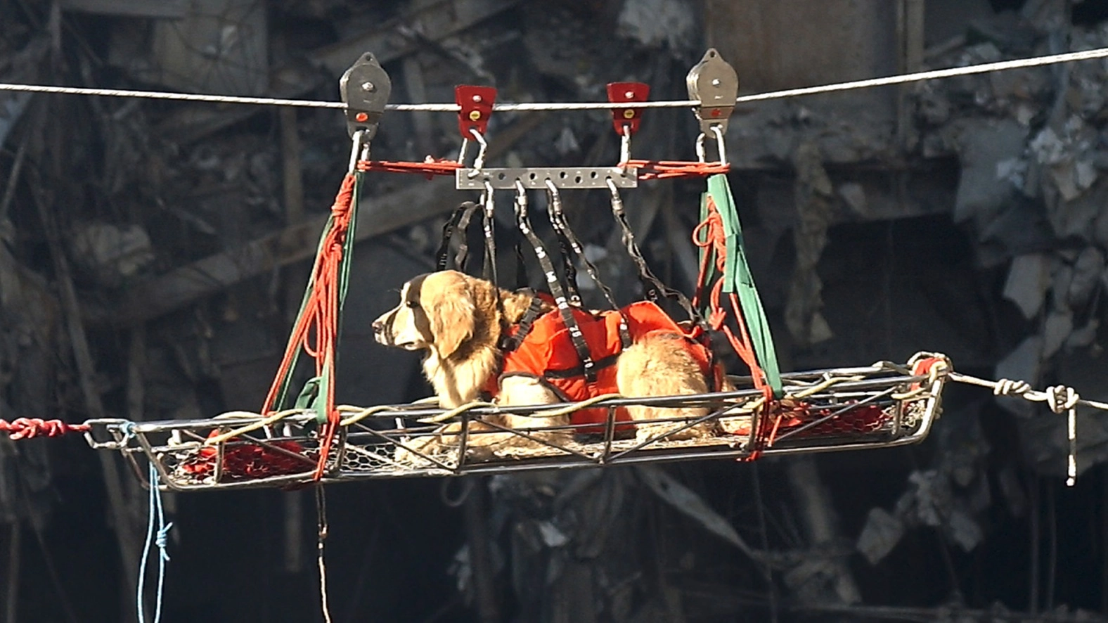Heartbreaking impact 9/11 had on search-and-rescue dogs as they struggled to locate victims