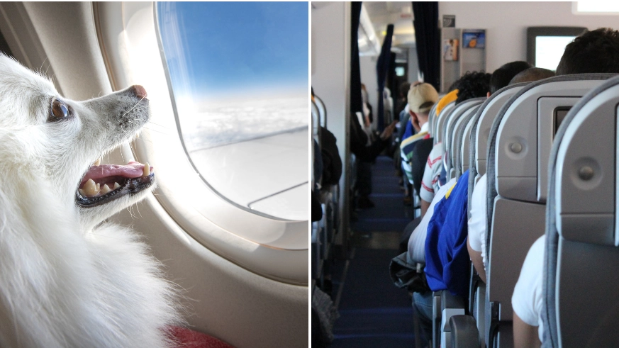 Horrified man slammed after refusing to pet dog on flight