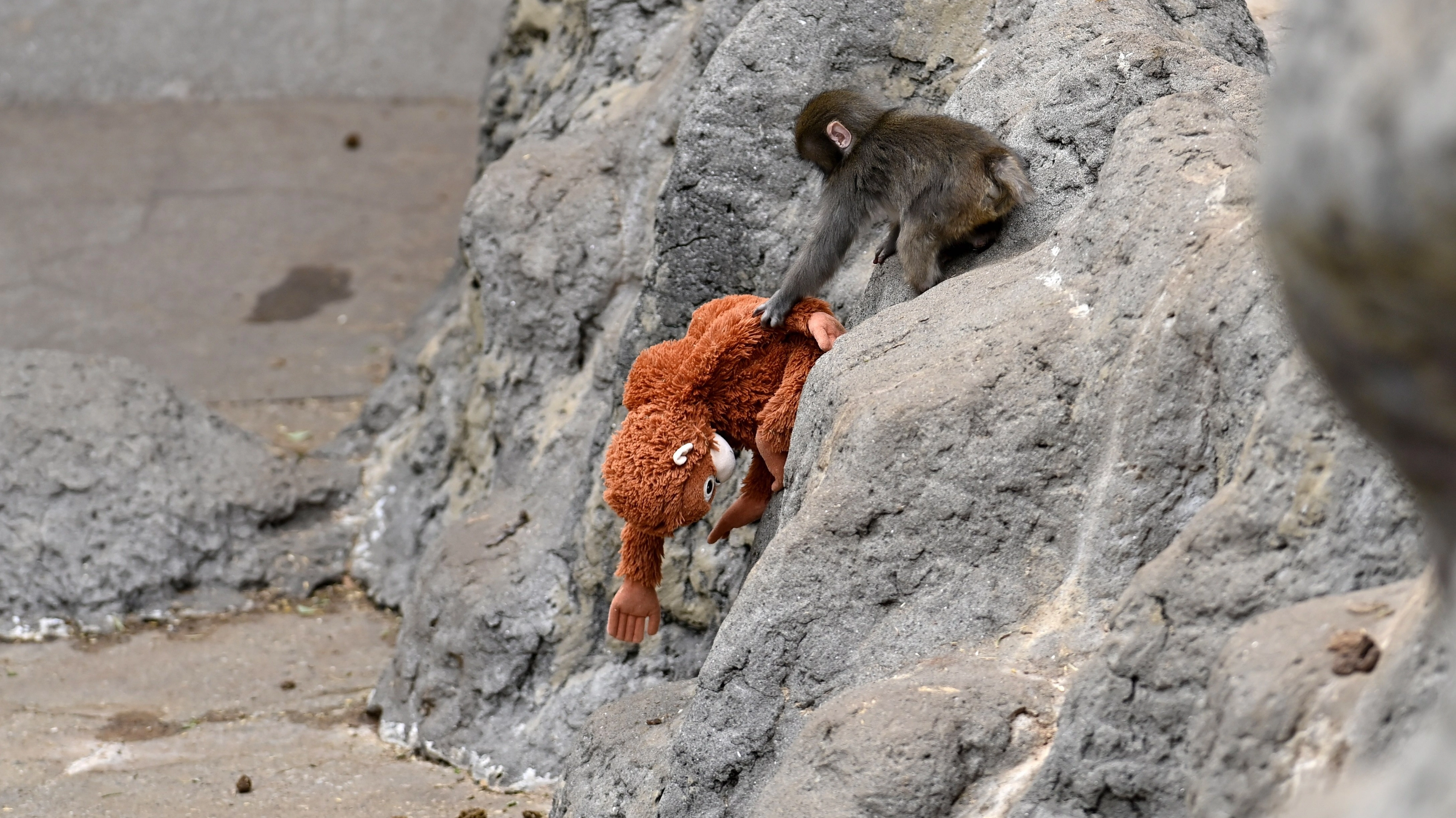 Zoo forced to defend giving Punch the monkey stuffed animal following backlash