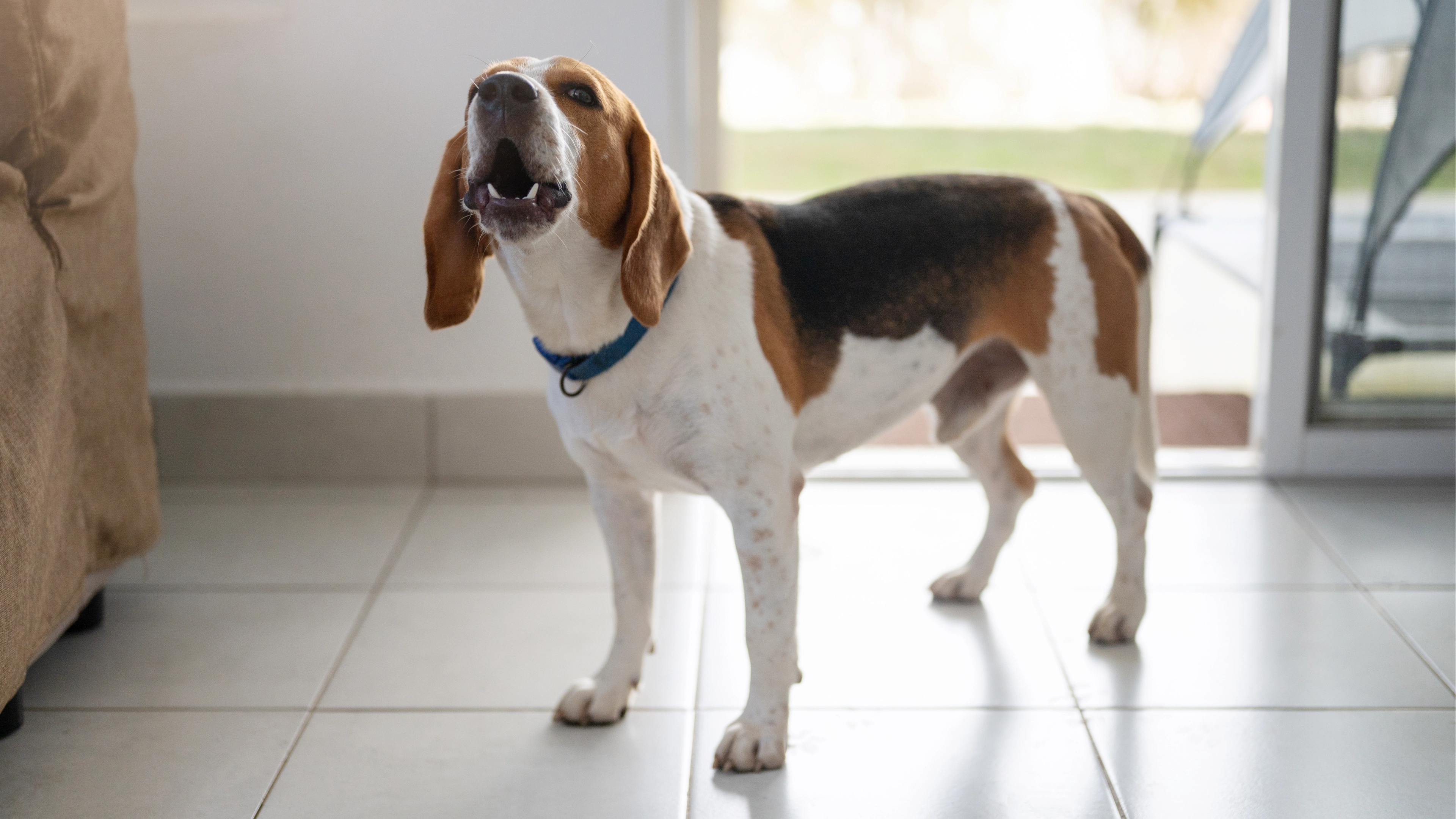 Pet owners only just learning real reason their dogs ‘boof’