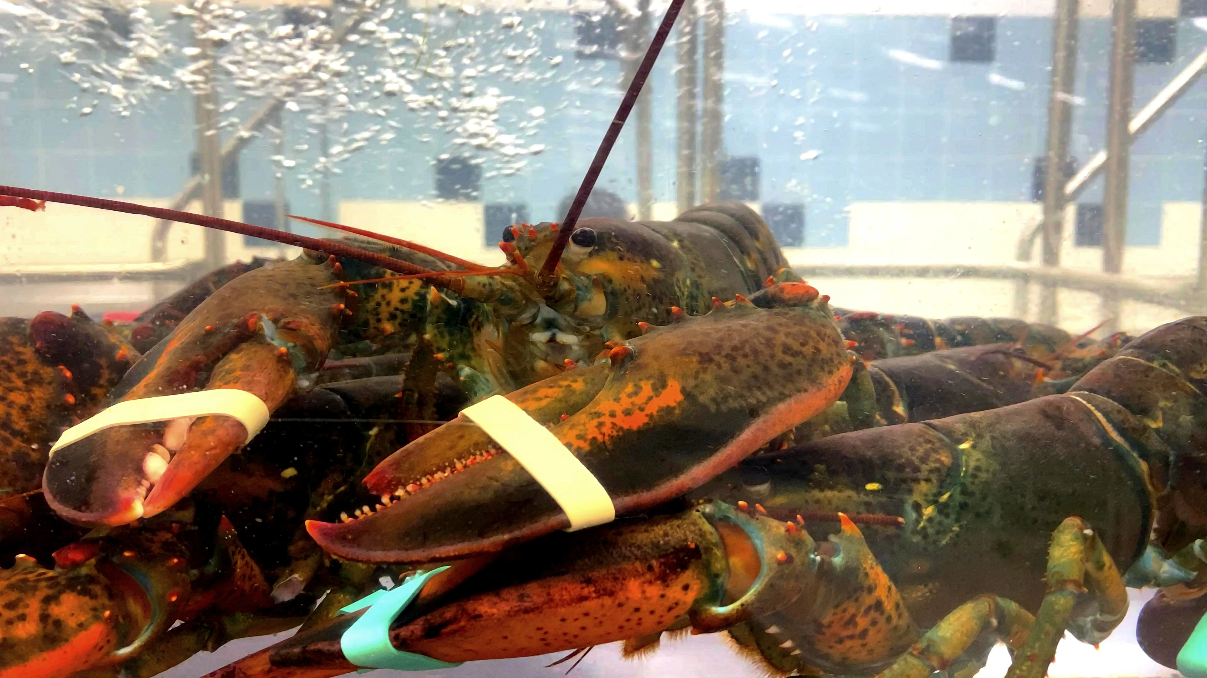 Sad reason scientists want to ban boiling lobsters alive