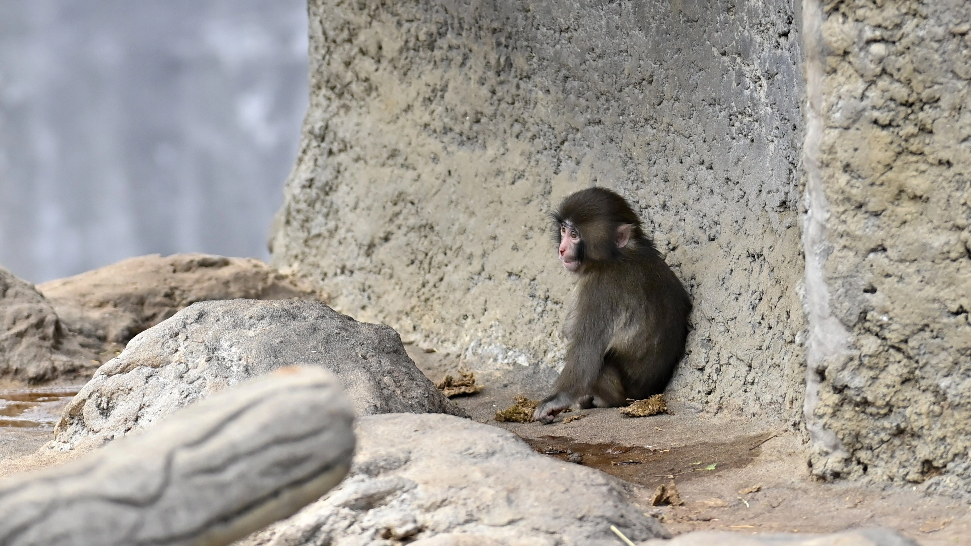 PETA highlights sad reality behind Punch the monkey