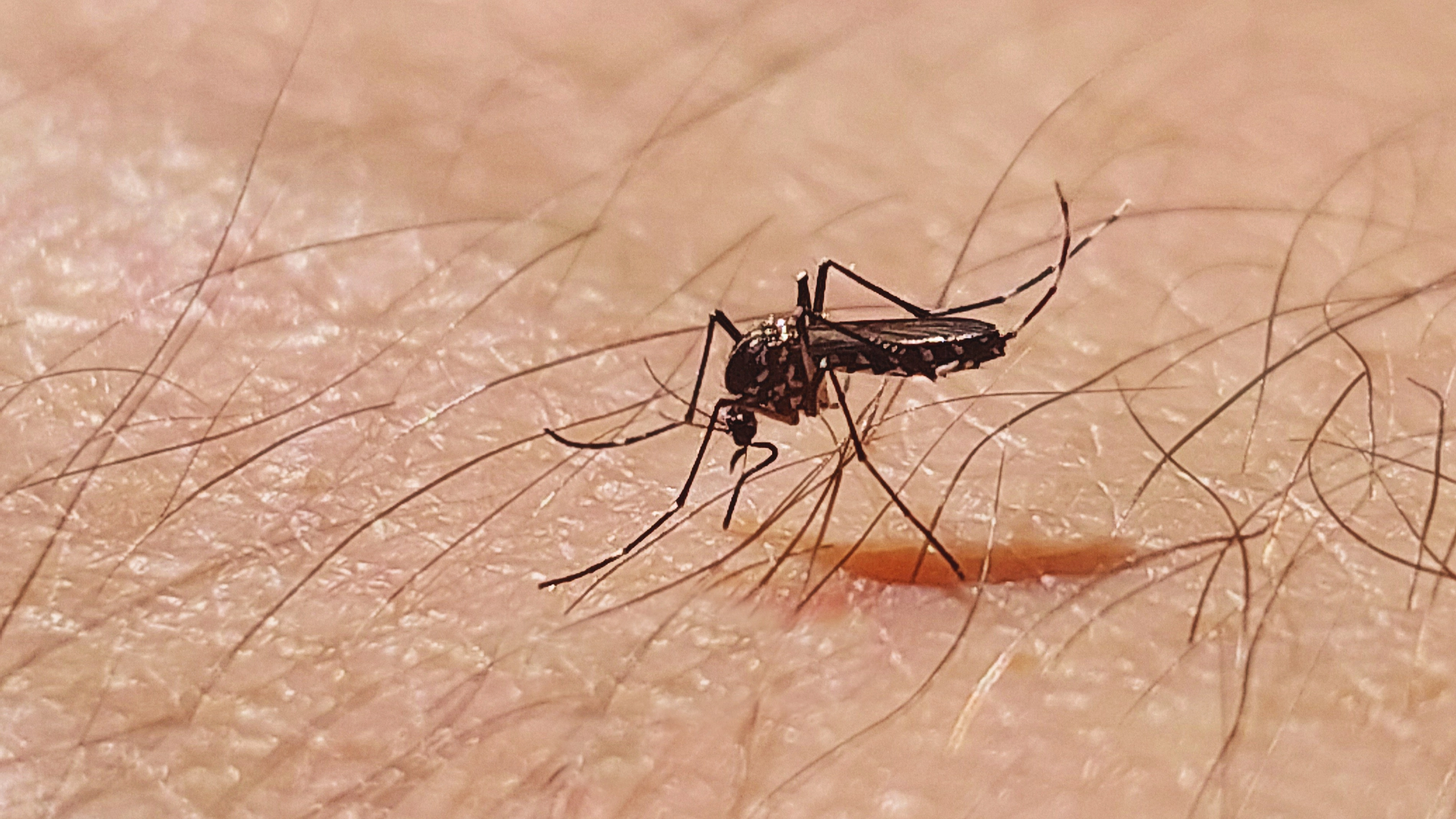 Google plans to release 32,000,000 infected mosquitoes across US states