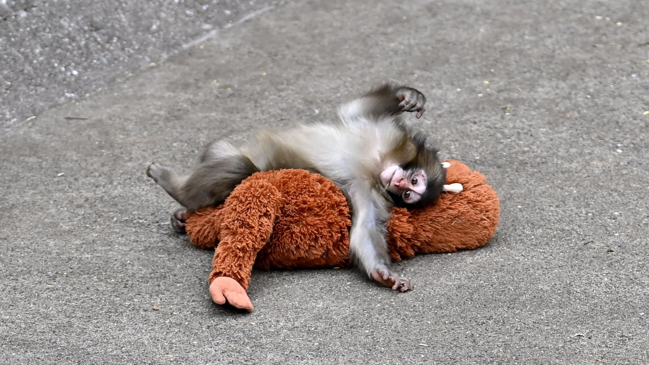 ‘Uncomfortable truth’ about Punch the monkey’s heartbreaking story going viral