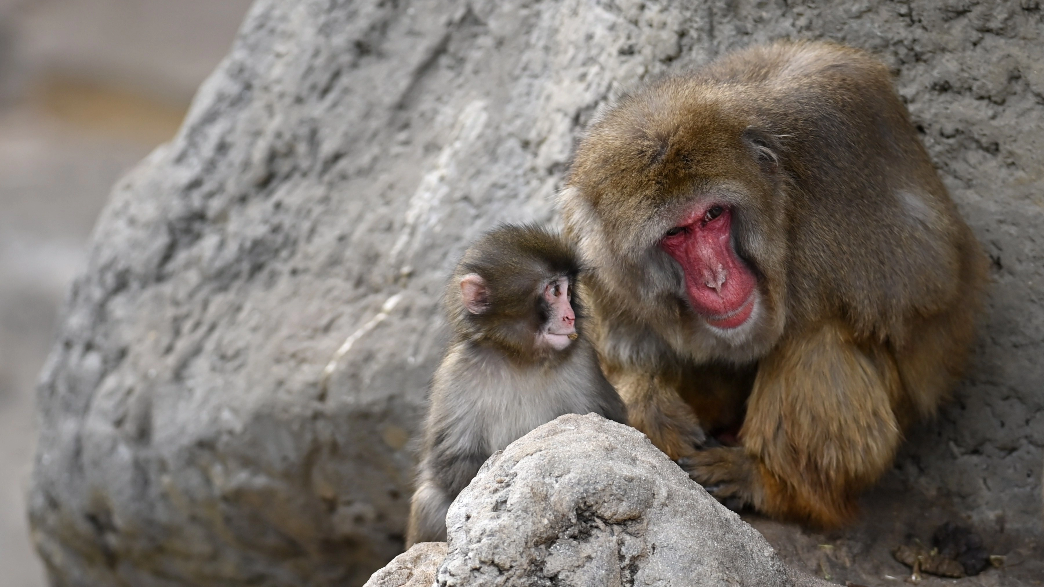 Why Punch the monkey's mother abandoned him as heartbreaking story leaves people in tears