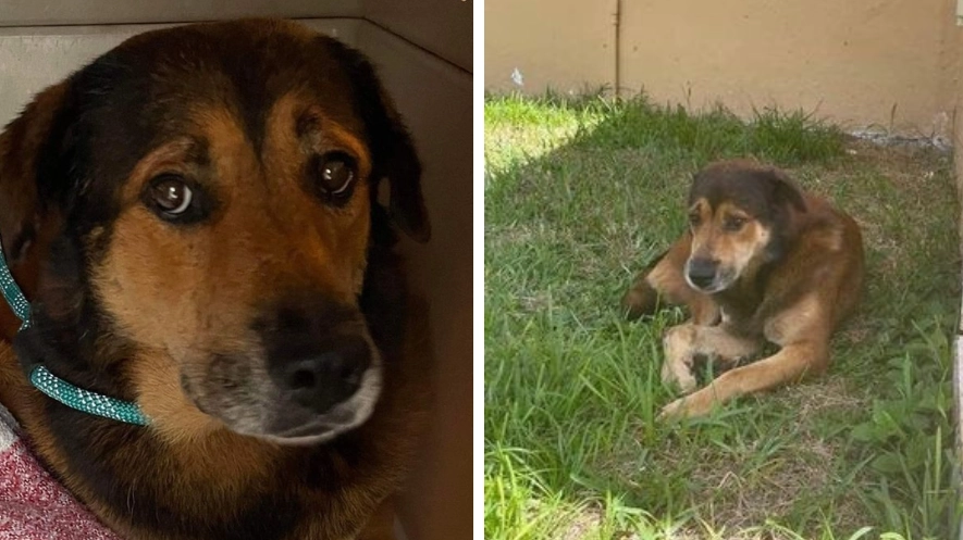 Dog waits outside house for weeks not realising owners abandoned him