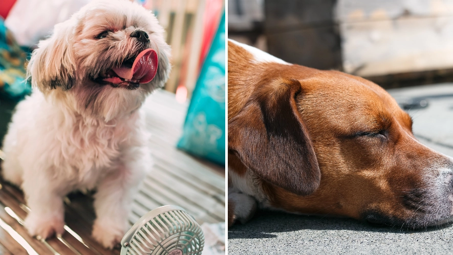 Tell-tale sign your dog is suffering from heatstroke
