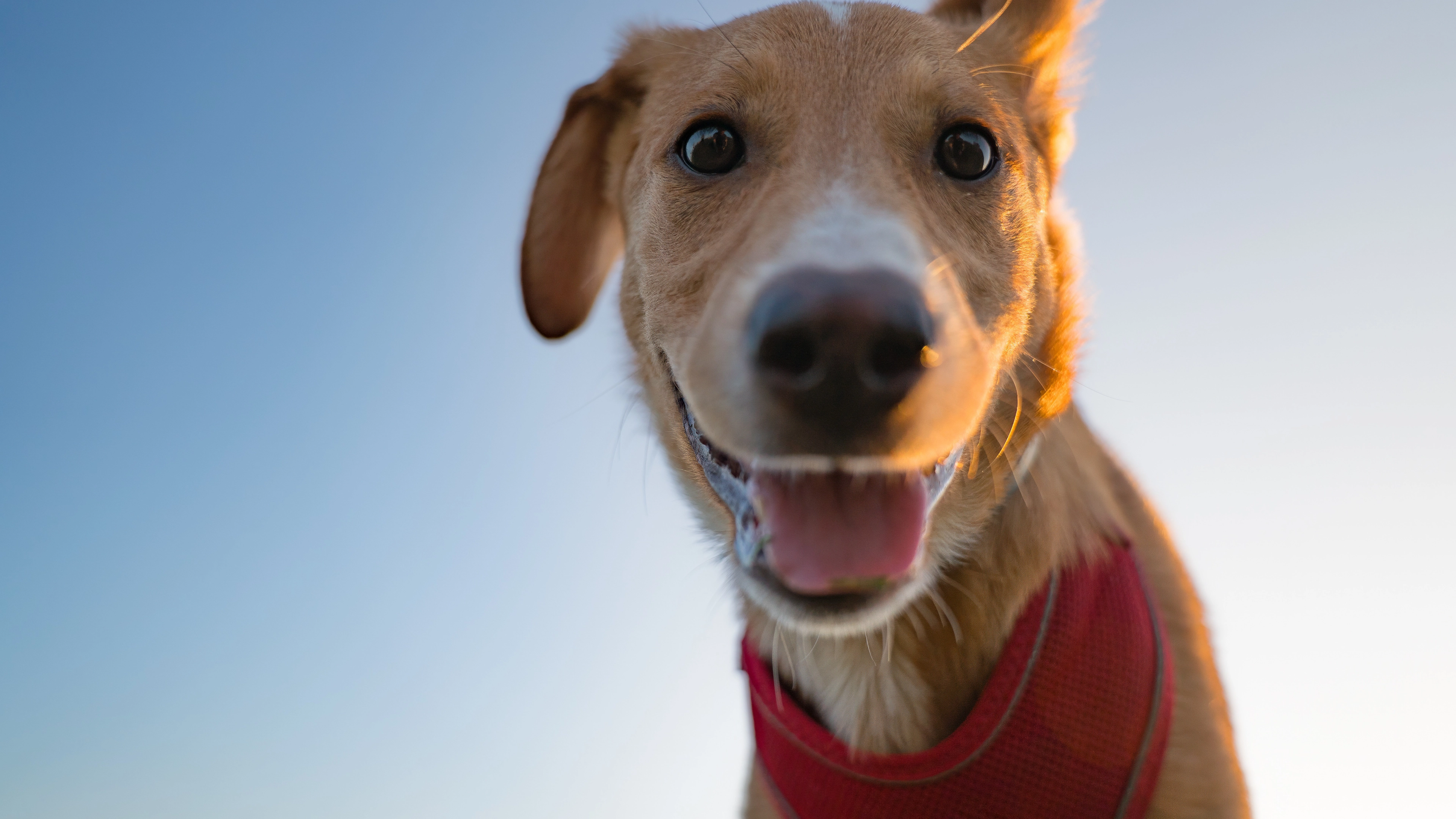 Four obvious red flags that someone is 'dogfishing' you as new dating trend takes over Gen Z