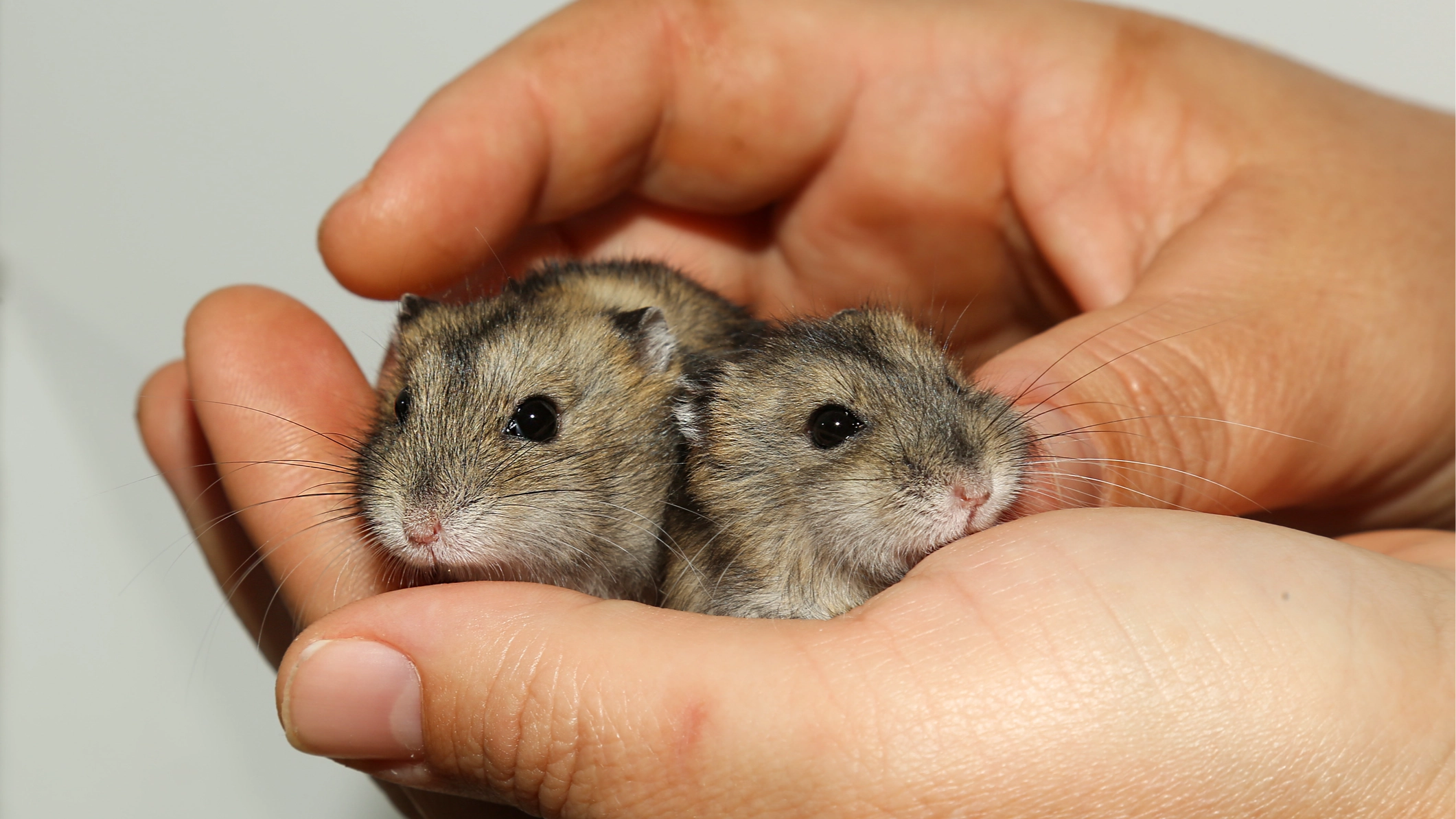 Mice with two biological dads have just had their own babies in scientific first