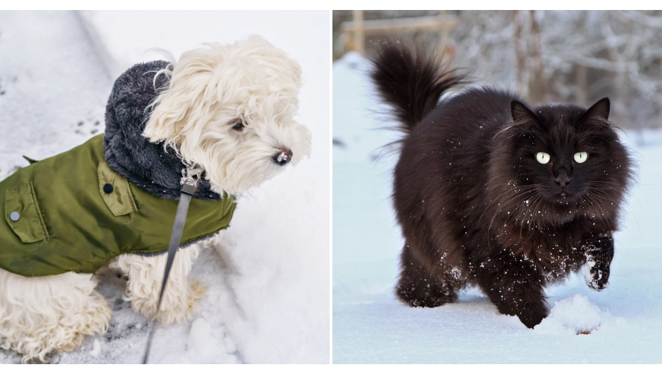 Expert issues warning to pet owners about grit as UK hit with snow