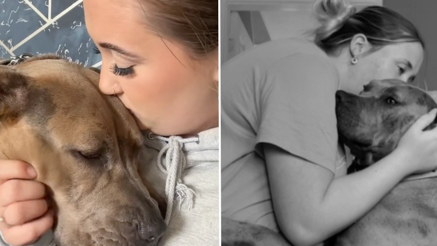 XL bully dog owner furious at being offered £200 to put down her dog
