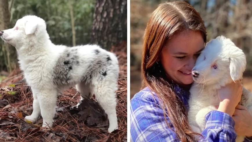 Vet refuses to put deaf and blind puppy to sleep after owners ask to have her put down
