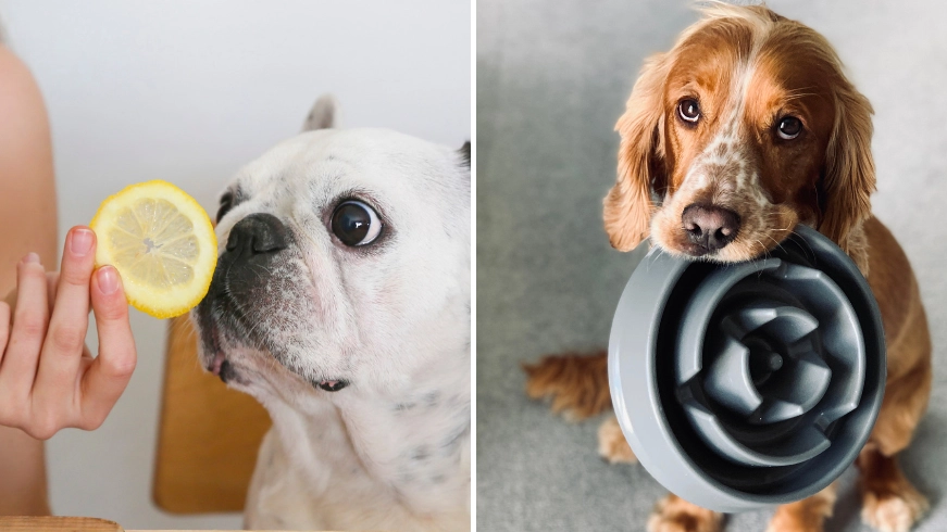 Vet issues urgent warning to dog owners over viral ‘lemon slice’ TikTok trend