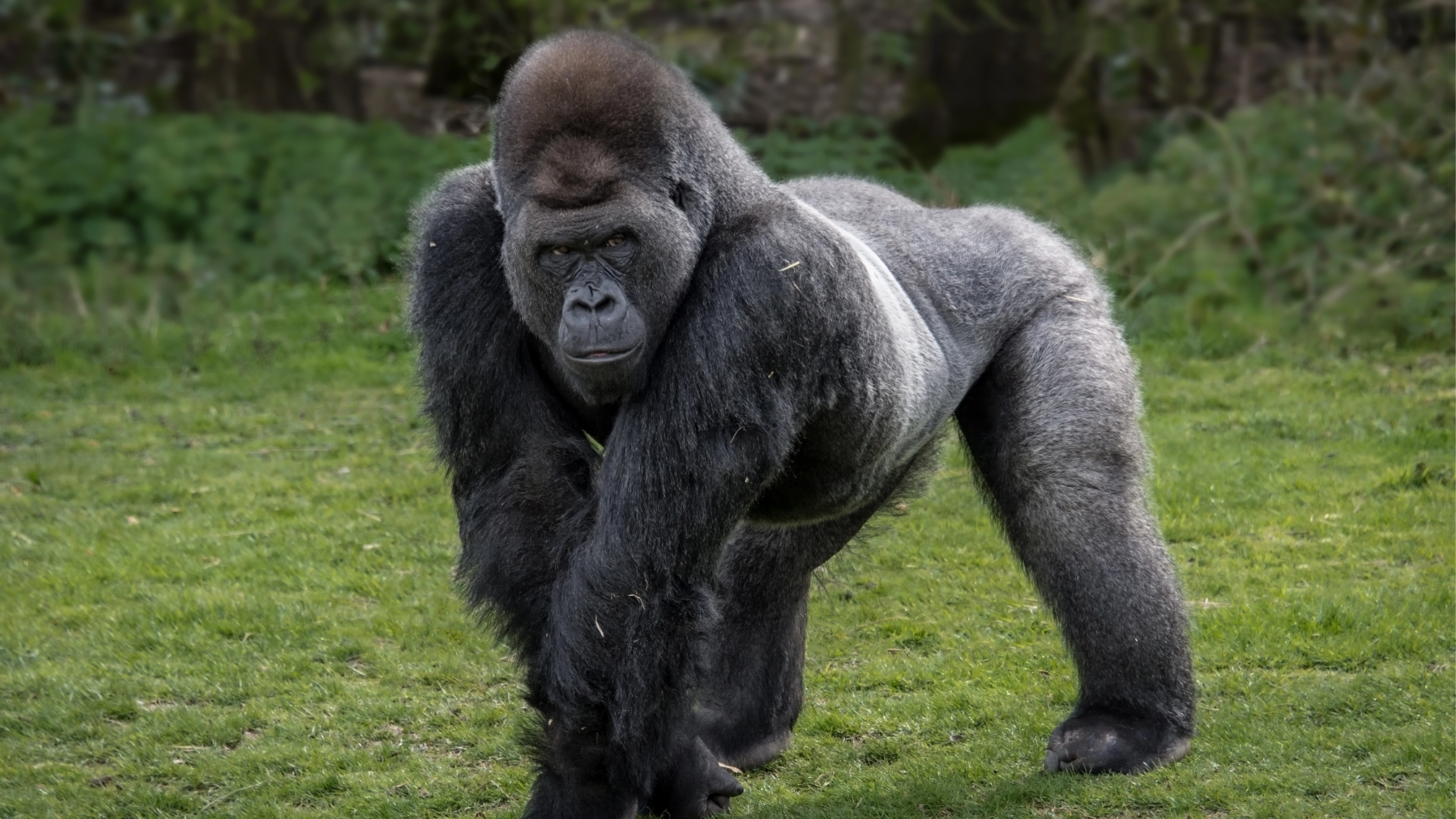 Primatologist finally settles debate on whether 100 men could actually beat one gorilla