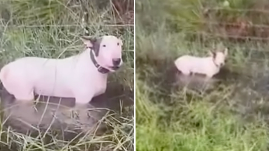 Heartbreaking video of dog tied to pole during Hurricane Milton prompts major debate