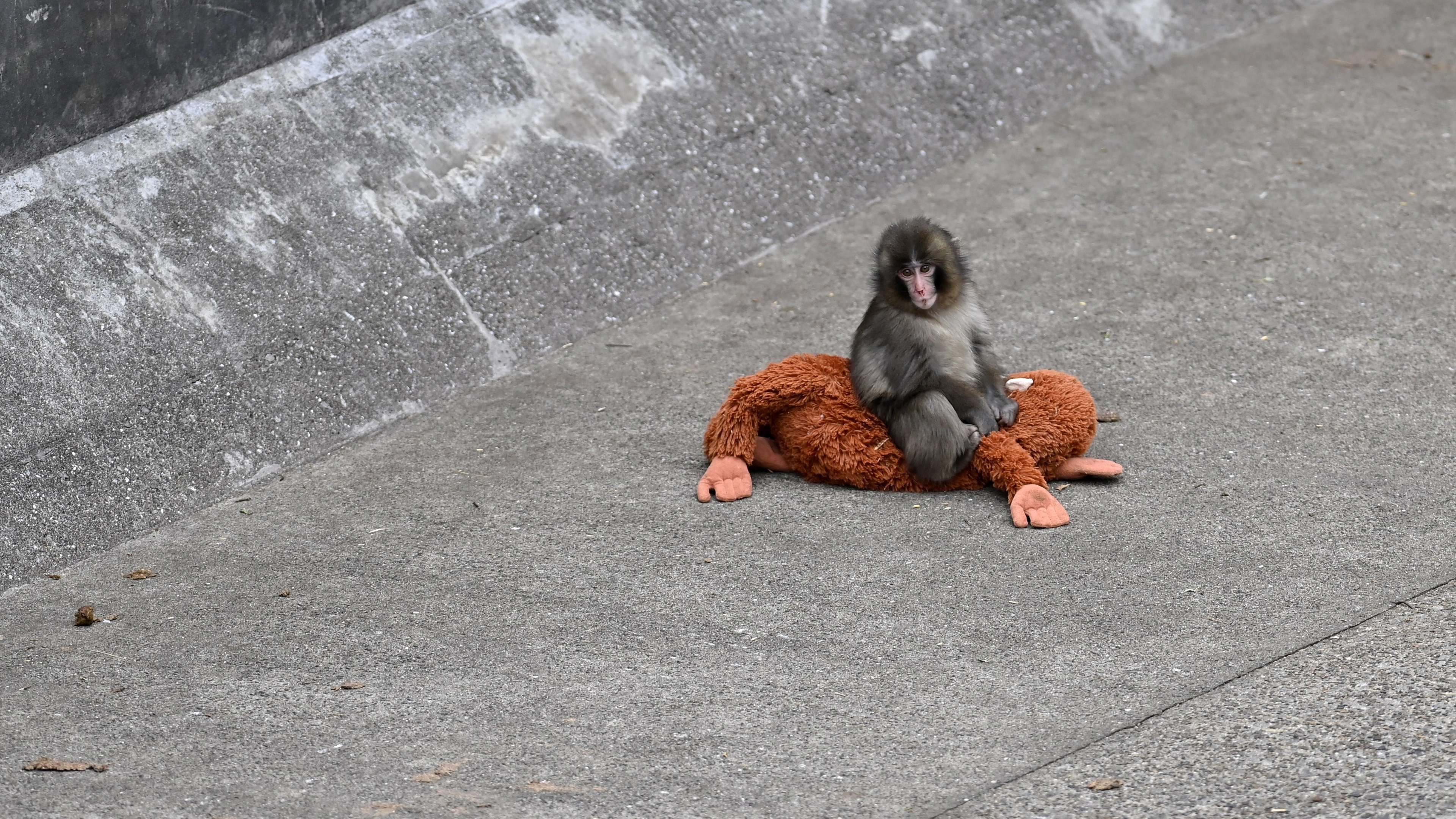 Punch the monkey could suffer heartbreaking fate, scientist reveals