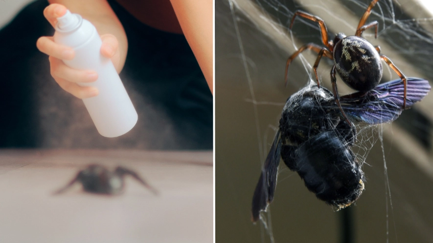 How to tell which spiders are false widows and how to get rid of them