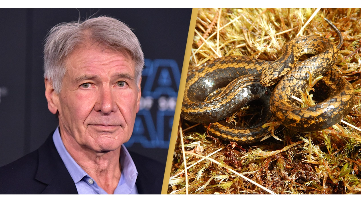 Harrison Ford responds after new species of 'terrifying' snake is named after him