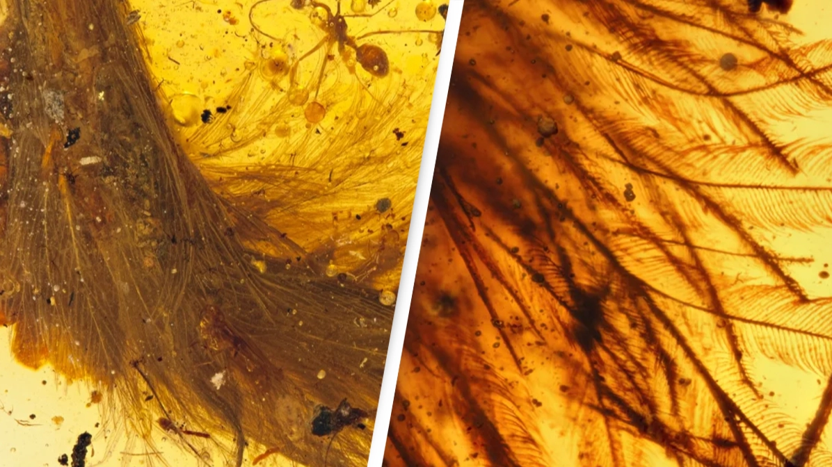 Scientists discover well-preserved dinosaur tail in amber
