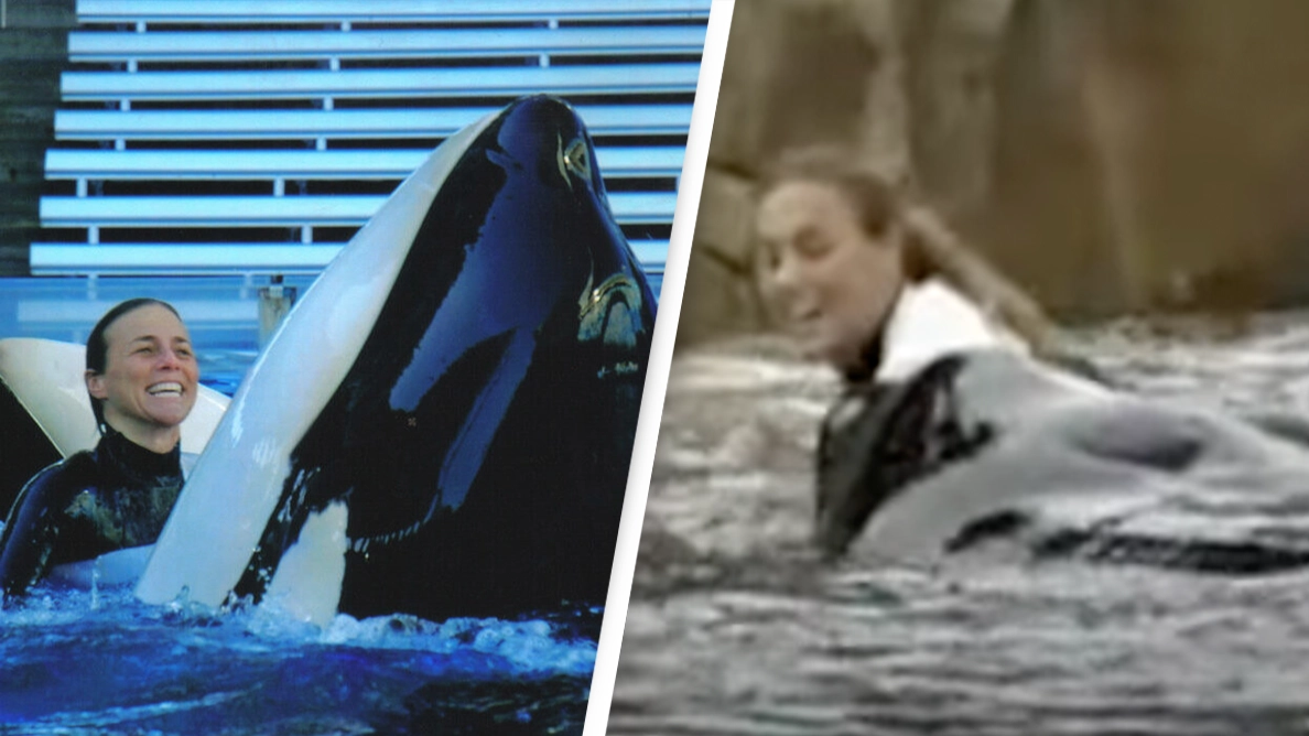 Deadly history behind orca which dragged SeaWorld trainer into water before killing her