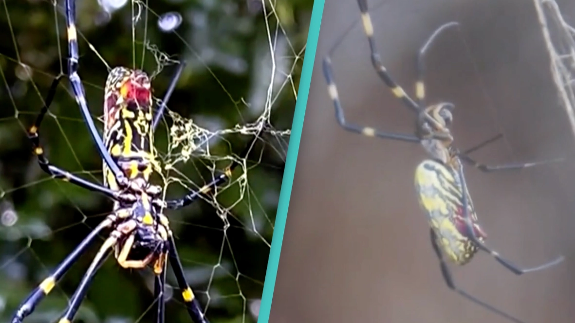 Giant venomous flying spiders with 4-inch legs are spreading across the East Coast