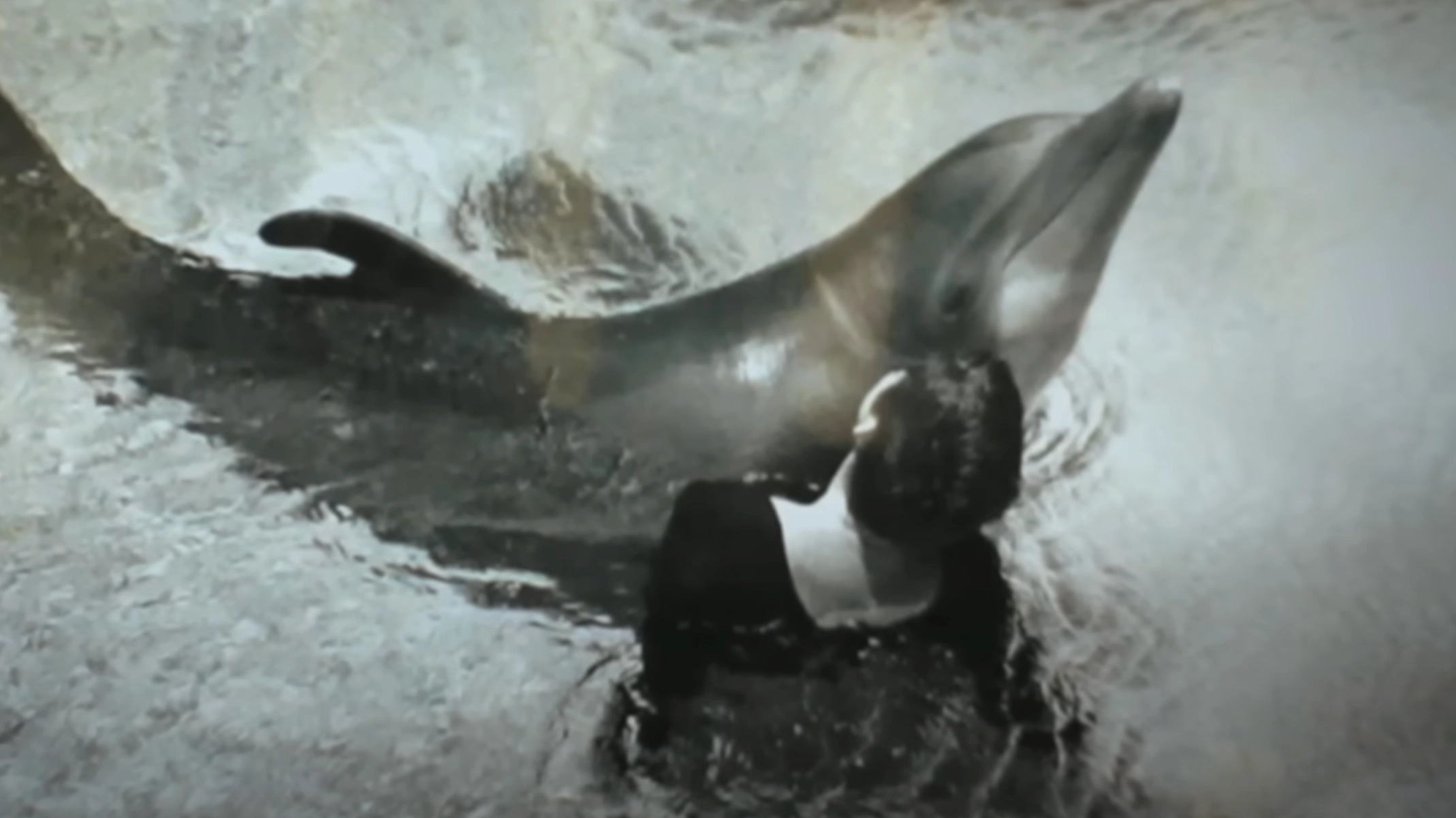 Trainer admitted to 'sexually relieving' dolphin who 'fell in love' with her during NASA-funded experiment