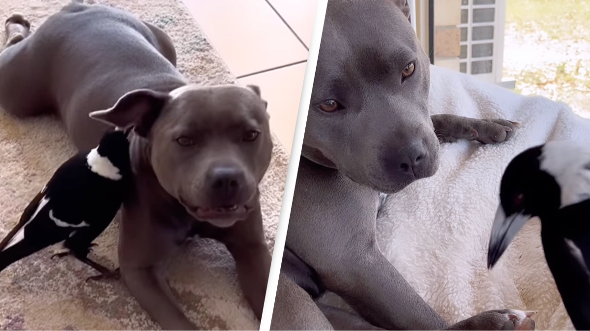 Molly the magpie and Peggy the staffy have finally been reunited