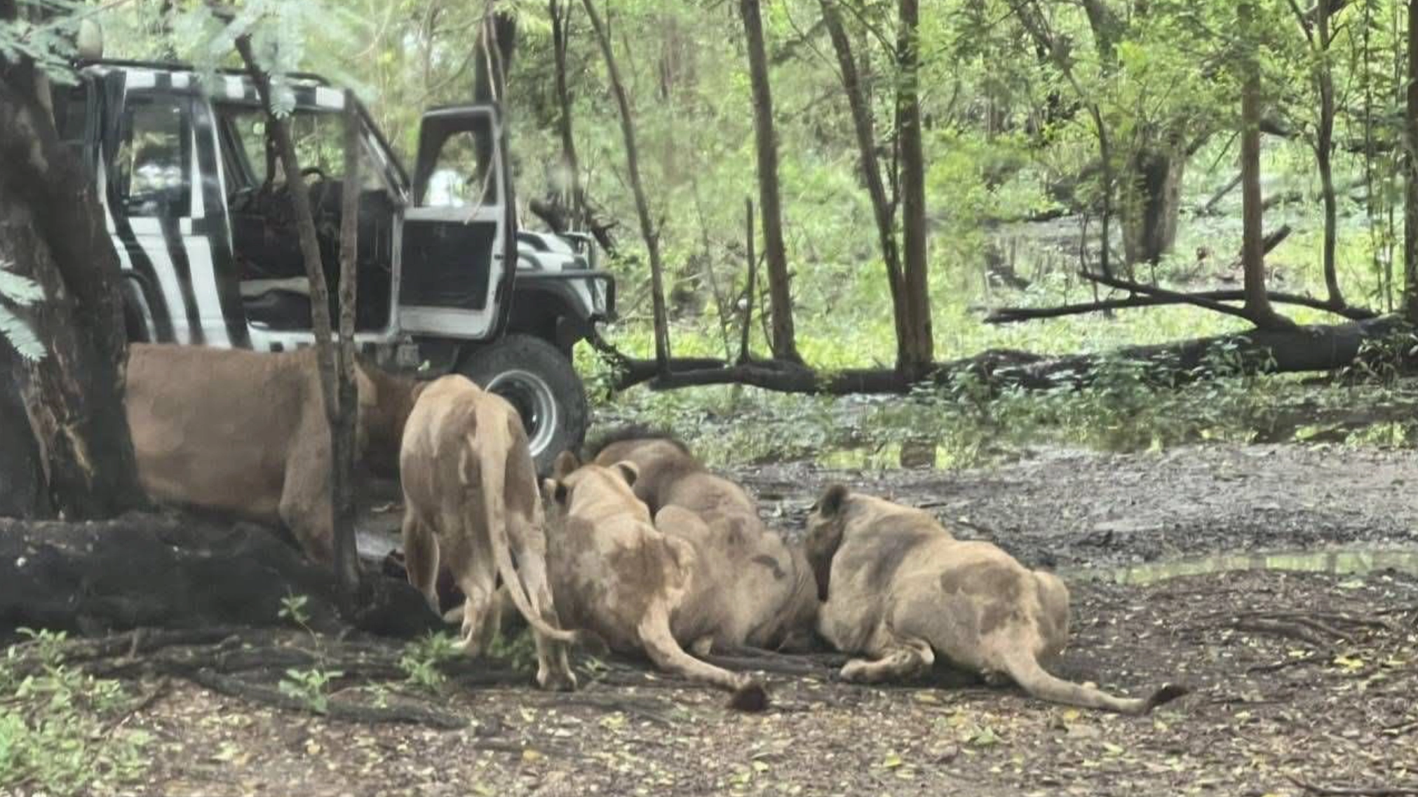 Zookeeper eaten alive by pack of lions in horrific attack in front of tourists 