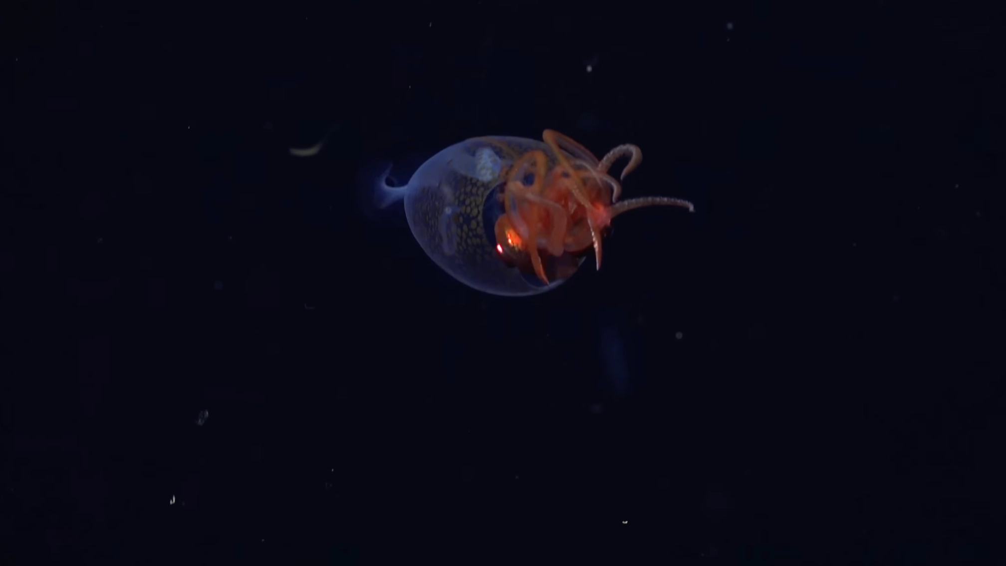 Scientists revealed first ever sighting of mysterious underwater creature people thought was a myth