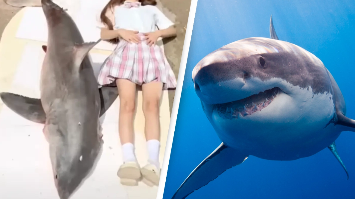 Food blogger fined $18,500 after cooking and eating a great white shark