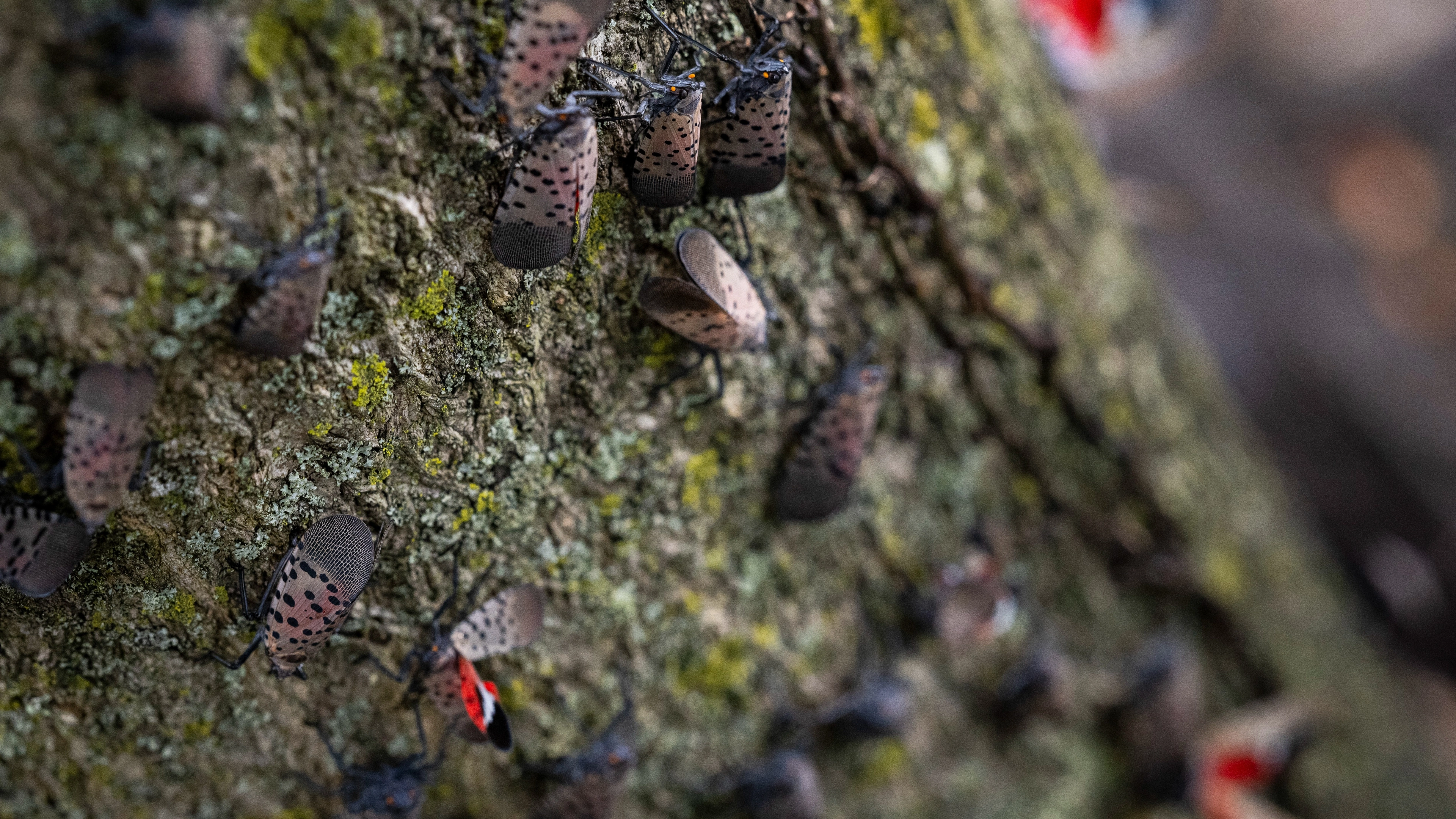Map reveals 18 states at risk of invasive insects as they spread in US