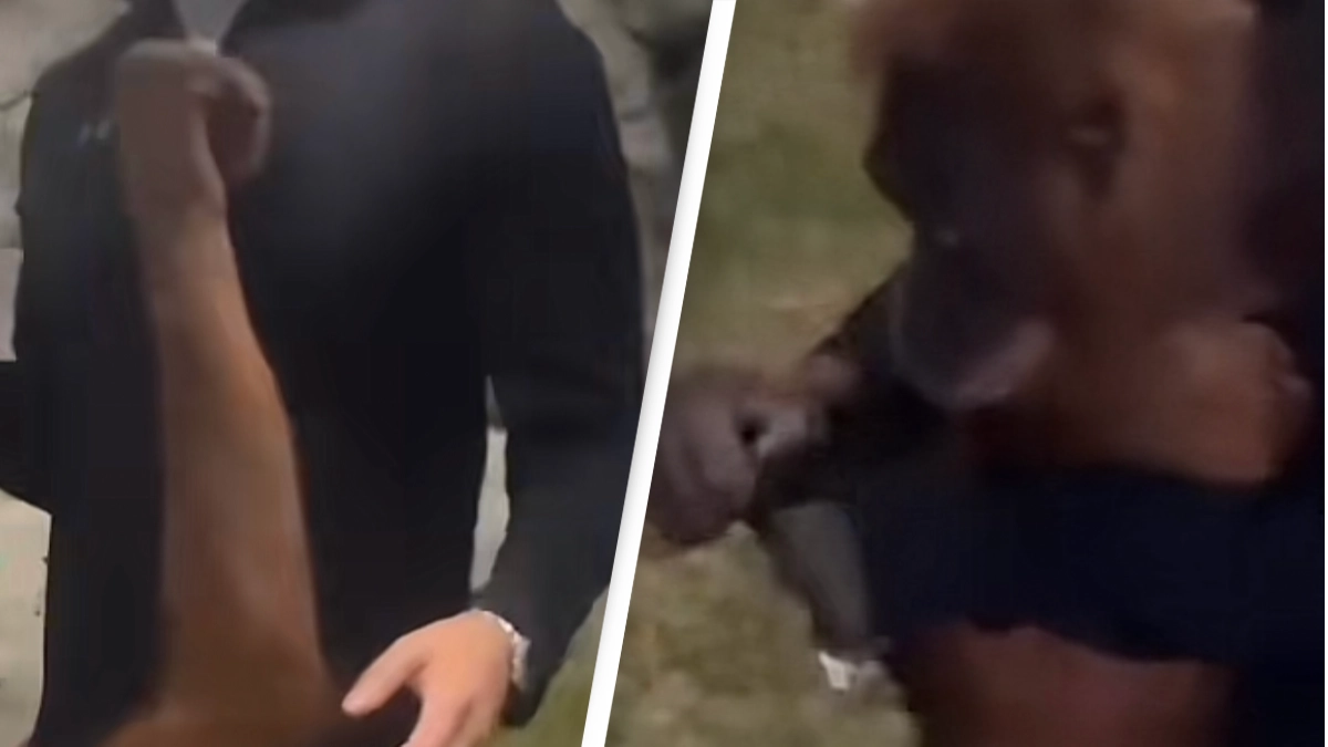 People are convinced 'monkeys are humans' after seeing one take man's jacket off and put it on