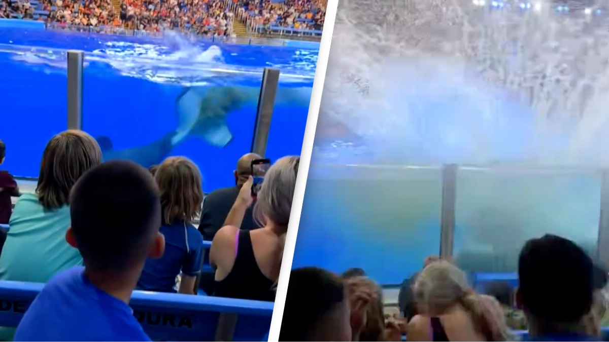 'Traumatic' moment whale defecates before splashing crowd with feces at SeaWorld