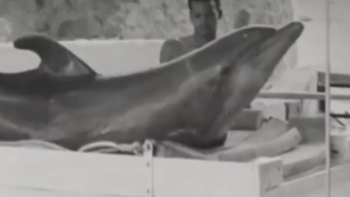 What tragically happened to dolphin who 'fell in love' with trainer during NASA-funded experiment