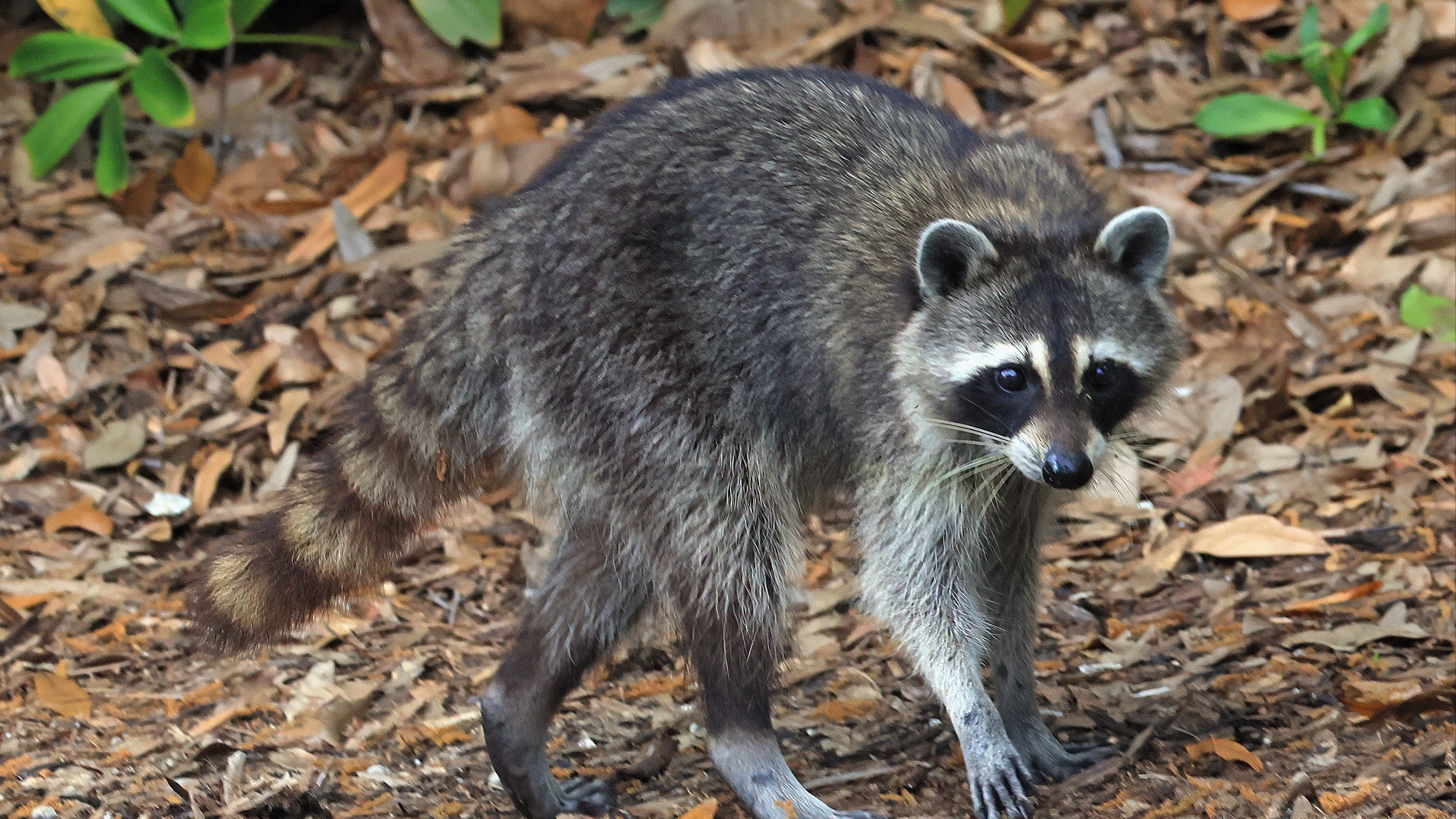 'Aggressive' raccoon that charged at a group of people in NYC shot dead by police officer