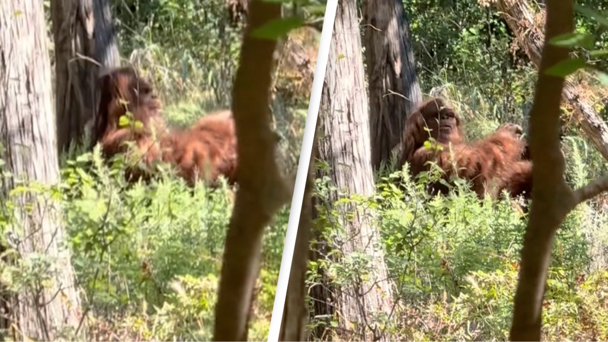 'Clearest capture of Bigfoot ever' surfaces online and people are freaking out