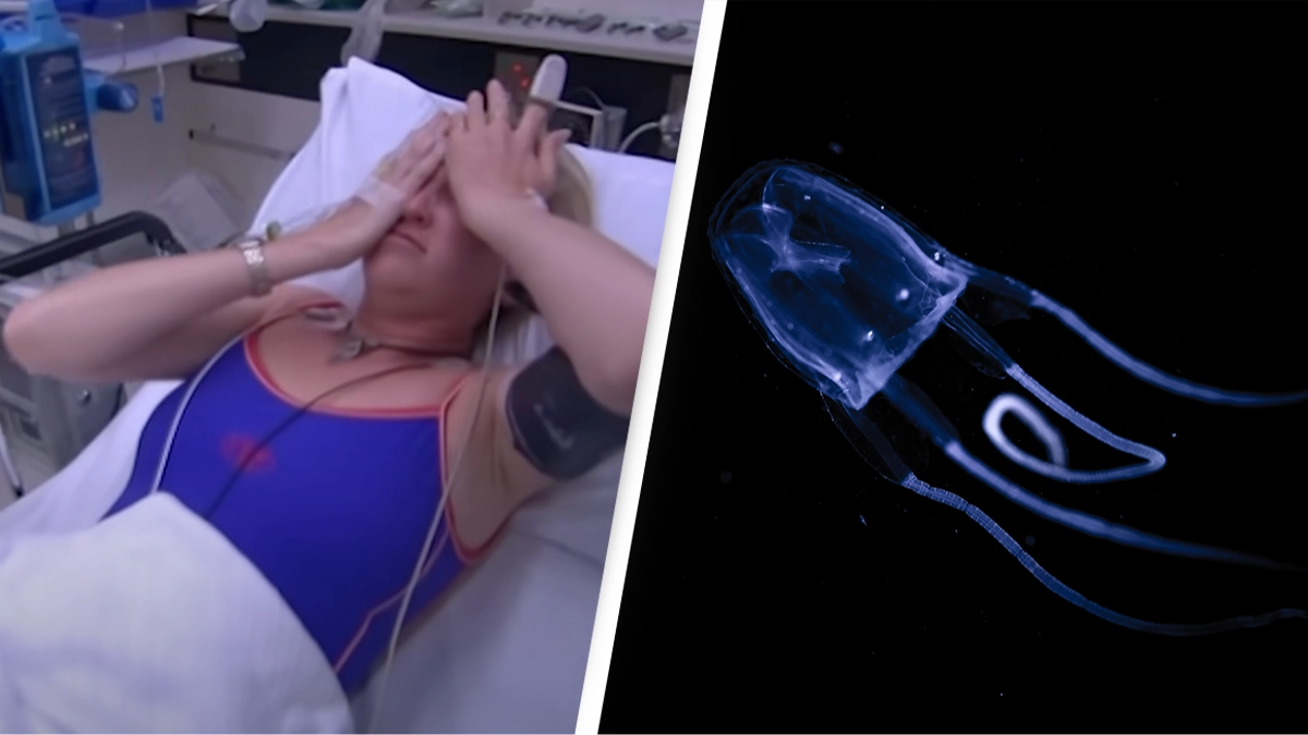 Victims describe stings from mysterious 'Doom Jellyfish' which causes pain so intense people ask to die