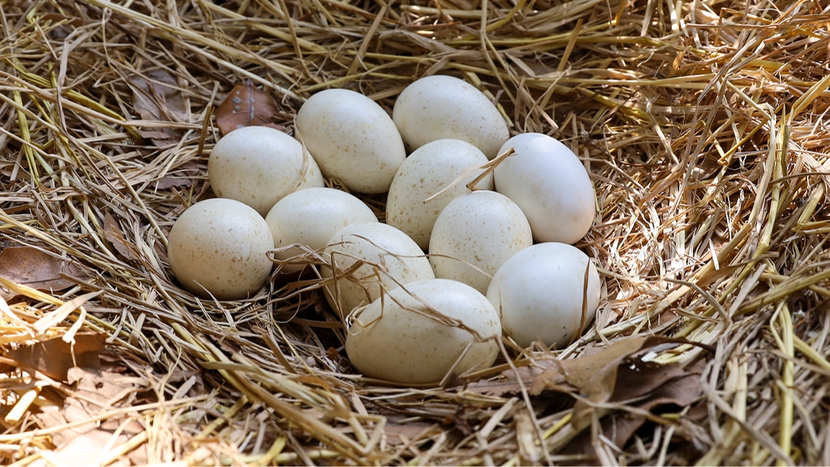People are just discovering why we're not able to eat turkey eggs