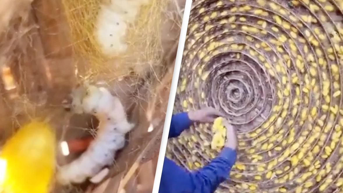 Footage of how silk is produced is leaving people mind-blown