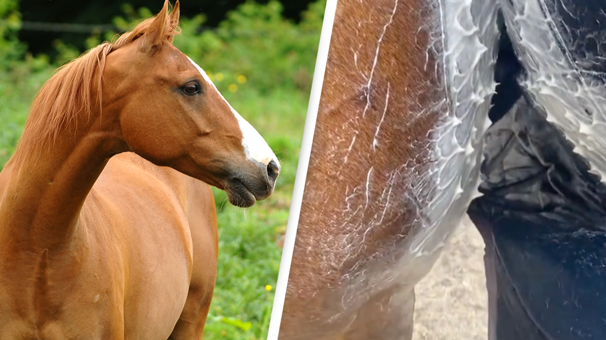 Viewers ‘petrified’ after finding out what horse sweat looks like