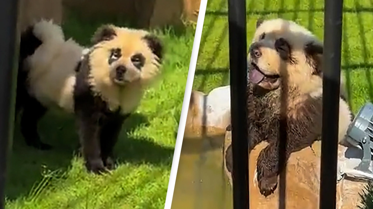 Zoo sparks outrage after visitors catch them painting other animals and presenting them as pandas